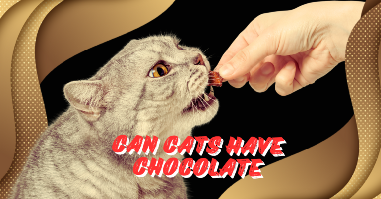 can cats have chocolate