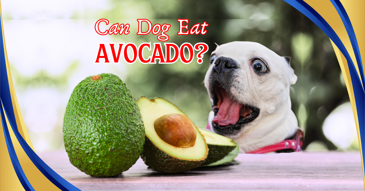 You are currently viewing Can Dogs Eat Avocado? 5 Must-Know Facts to Protect Your Dog