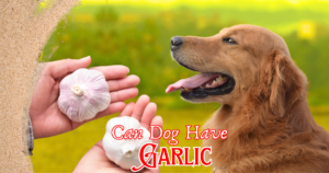 Read more about the article 7 Critical Facts You Must Know About Garlic and Dogs: Can Dogs Have Garlic?