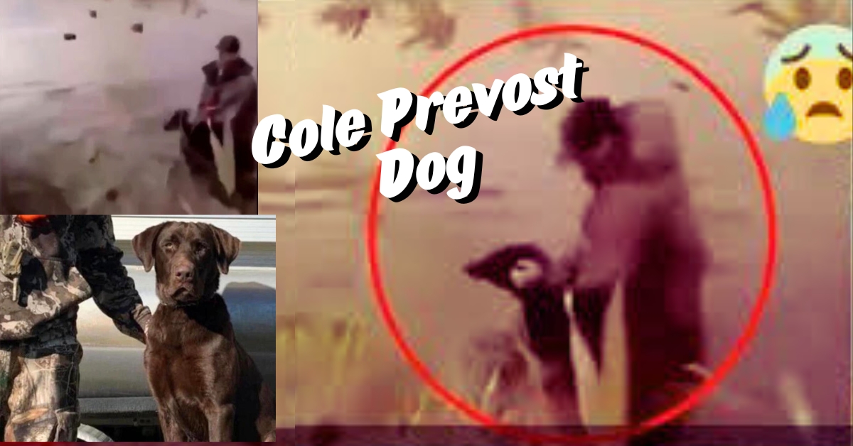 Read more about the article 10 Fascinating Facts About Cole Prevost Dog: The Story Behind This Social Media Sensation