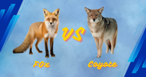 Read more about the article 5 Key Differences Between Coyote Vs Foxe: How to Identify These Wild Canines