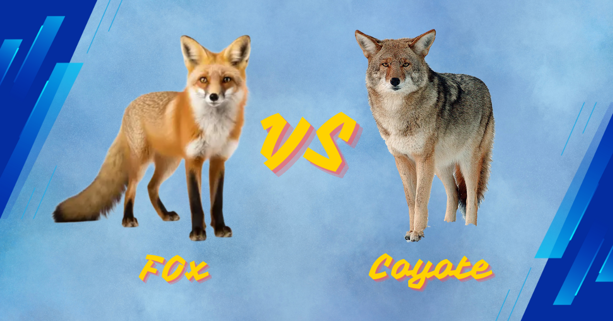 You are currently viewing 5 Key Differences Between Coyote Vs Foxe: How to Identify These Wild Canines