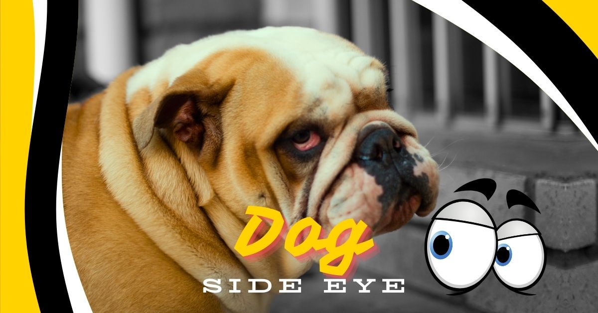 Read more about the article 8 Incredible Reasons Behind Dog Side Eye: What It Means for Your Furry Friend