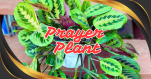 Read more about the article 10 Expert Tips for Prayer Plant Care: How to Grow Healthy Maranta Plants Indoors