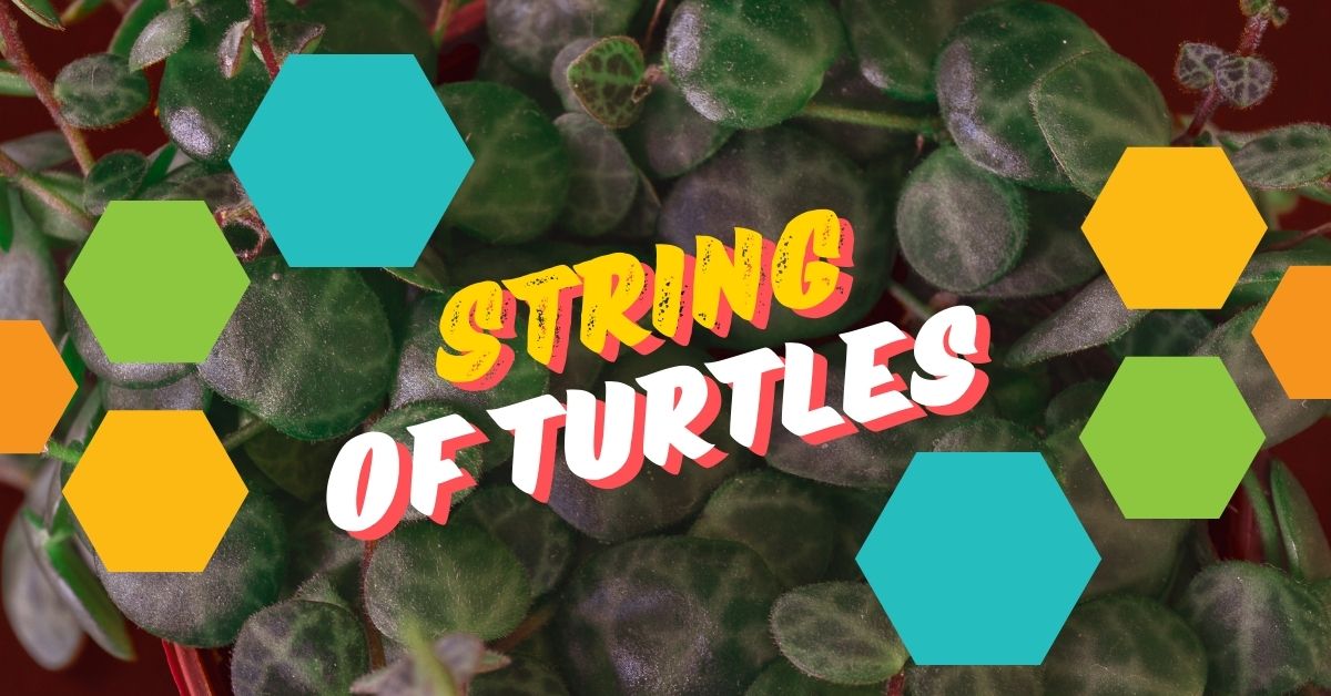 You are currently viewing 5 Surprising Benefits of Growing String of Turtles: The Ultimate Low-Maintenance Indoor Plant