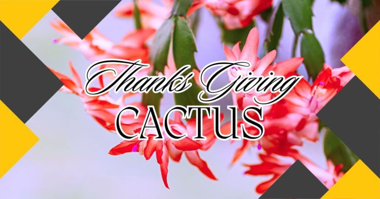 thanksgiving cactus